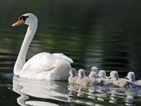 Водоплавающие Птицы Крыма Фото Водоплавающие Птицы Крыма Фото