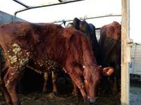 Государственной ветеринарной службой Крыма пресечена перевозка крупного рогатого скота