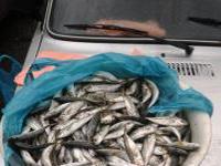 В г. Ялта проведен очередной рейд по местам несанкционированной торговли