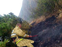 В с. Зеленогорье из-за удара молнии загорелся лесной массив