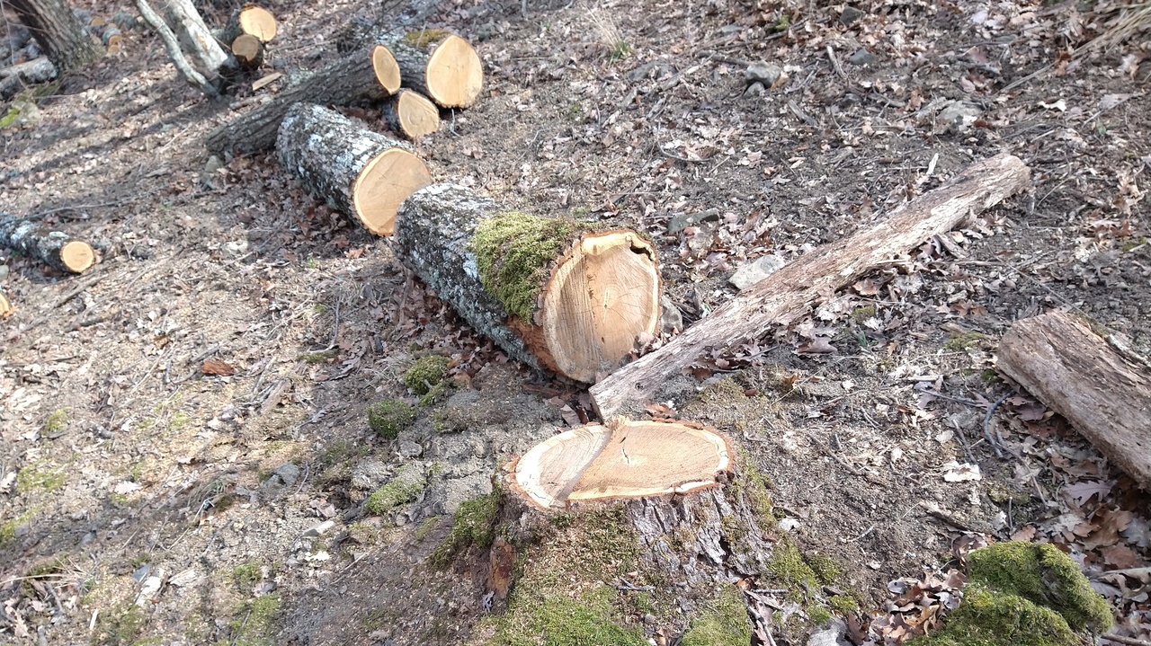 Мониторинг применения цен на дрова ГАУ РК «Судакское лесоохотничье хозяйство»