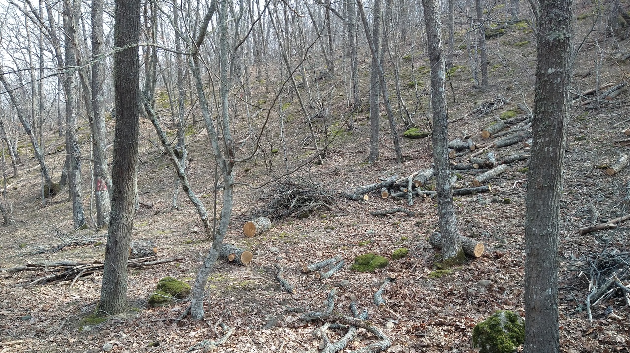 Мониторинг применения цен на дрова ГАУ РК «Судакское лесоохотничье хозяйство»
