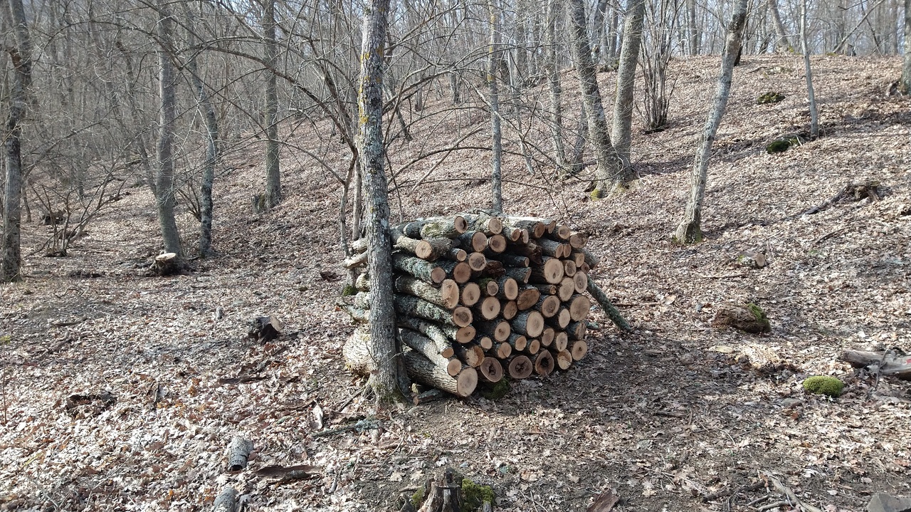 Мониторинг применения цен на дрова ГАУ РК «Судакское лесоохотничье хозяйство»
